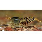 Tijgergarnaal Wildzang - Caridina cantonensis var. Tiger