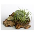 Tillansdsias pour terrarium sur deux racines