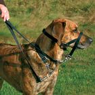 Top Trainer Education Harness