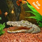 Tête de crocodile pour aquarium