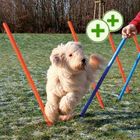 Tus puntos x2: Set de slalom Agility