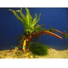 Underwater Tree with LiveAquarium Plants