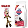 Velké balení Hill's Canine + Kong Braidz gratis!