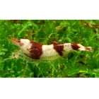 Wangenfleckgarnele - Caridina cf. tumida