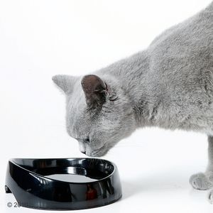 Whisker Wassernapf