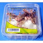 Wüstenheuschrecke groß Lebendfutter