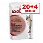 20 + 4 zdarma! Royal Canin 24 x 85 g