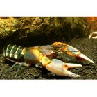Zebrakrebs - Cherax pecknyi