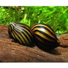 Zebranapfschnecke - Vittina coromandeliana