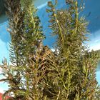 Zooplants Set Ossigeno