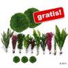 Zooplants Set 