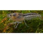 Zwergflusskrebs - Cambarellus chapalanus Paar