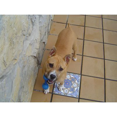nala 5 meses y muy bien alimentada