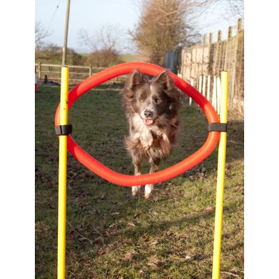 Skye jumping through tyre