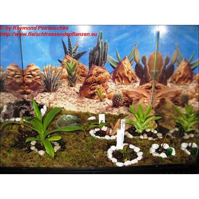Kannenpflanzen Terrarium