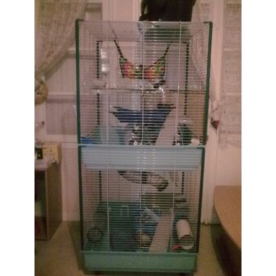 Cage de ma furette.