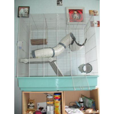 cage a rats jenny