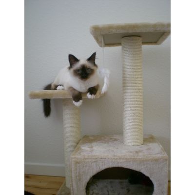 Cat Tree Oasis