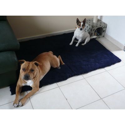 Tapis 140*100 pour un Jack russel et un Staffie