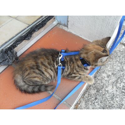 Chaton de trois mois avec harnais bleu