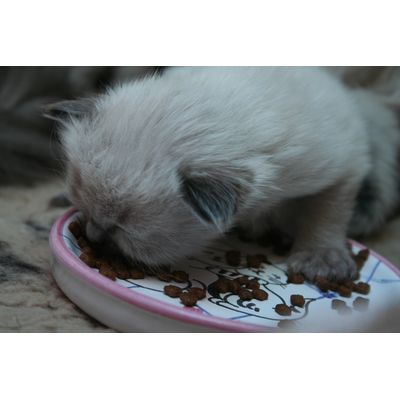 Smullen maar!