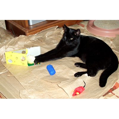 Nico with cheese toy box