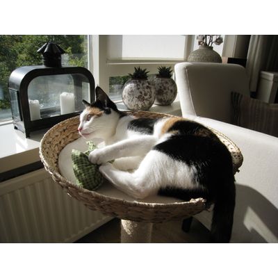 Lotje met haar valeriaankussen