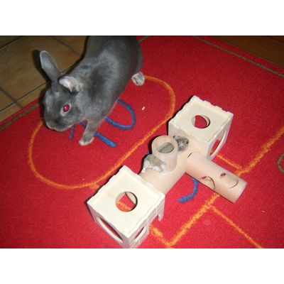 Tapsy klettert und Charly schaut zu