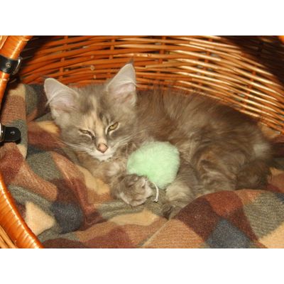 Tilley 12 week old Maine Coon