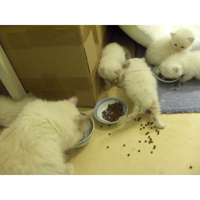Premiers repas des bébés Ragdoll