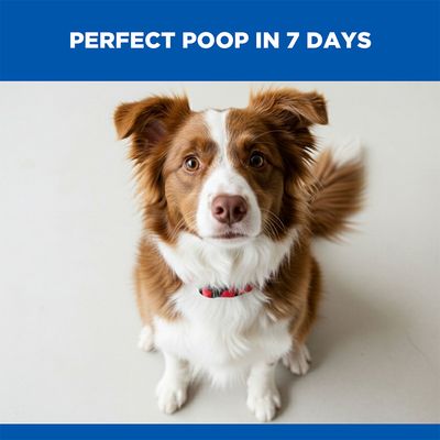 Hill's Science Plan Perfect Digestion Adult 1+ Medium with Chicken & Brown Rice