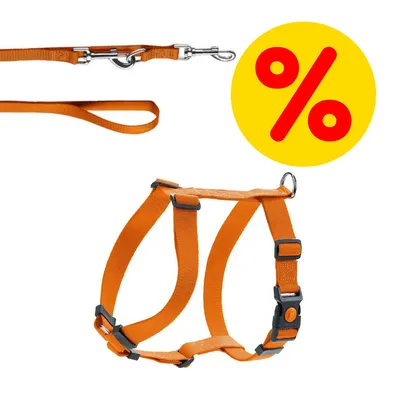 Orangefarbenes Geschirr mit passender Leine und Rabatt-Symbol in Gelb mit rotem Prozentzeichen.