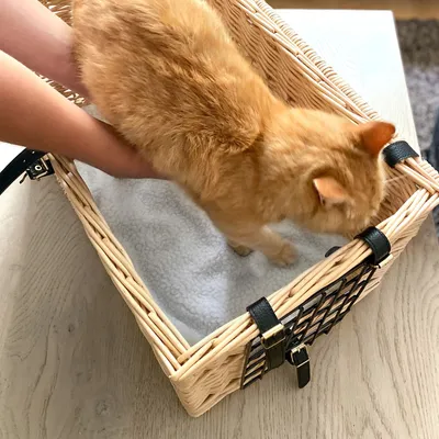 Kattenmand van gevlochten hout met zwart rooster en gespen. Kat wordt erin geplaatst, binnenbekleding zichtbaar.