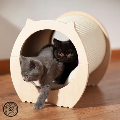 Två katter i ett runt klösmöbel av trä med sisalyta, lämpligt som viloplats och klösbräda.