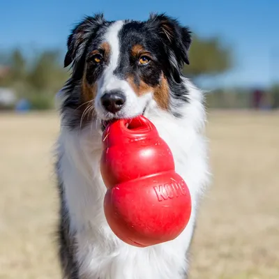 Hund hält rotes KONG-Spielzeug im Maul. Spielzeug aus robustem Material, geeignet für Apportierspiele.