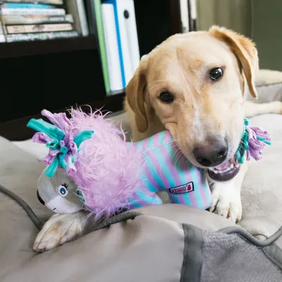 Hund spielt mit KONG Spielzeug in Streifenmuster und lila Plüschdetails.
