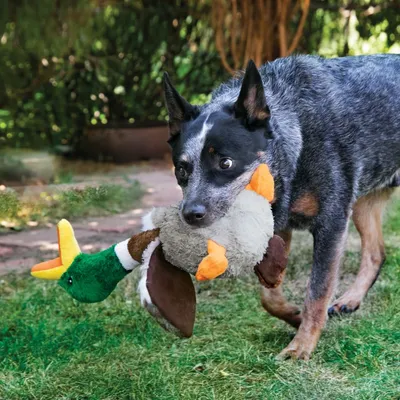 Chien tenant un jouet en peluche en forme de canard dans sa gueule, sur une pelouse extérieure. Jouet avec tête verte, bec jaune et ailes marron visibles.