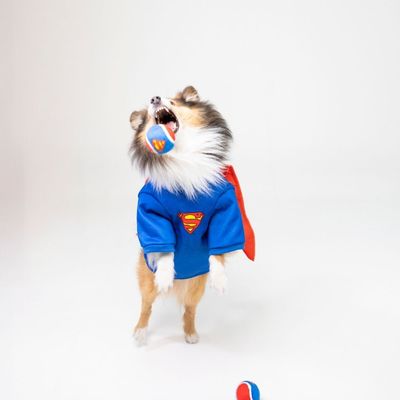 DC set teniskih loptica Superman - 4 komada (svaka Ø 6,3 cm)
