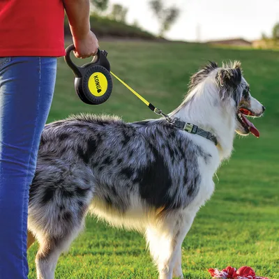 Person hält eine KONG Hundeleine mit gelbem Band, befestigt an einem schwarz-weiss gefleckten Hund im Freien.