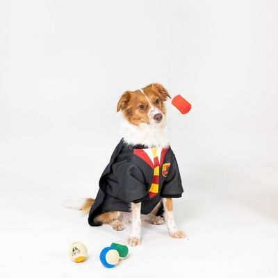 Vier beige tennisballen met kleurrijke diermotieven: hond, vogel, slang en das. Gekleurde strepen in rood, blauw, groen en geel.