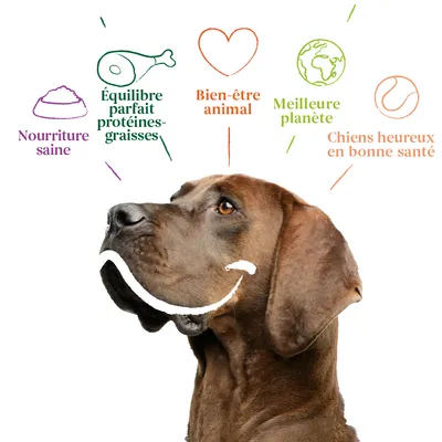 Nourriture saine, équilibre parfait protéines-graisses, bien-être animal, meilleure planète, chiens heureux en bonne santé – texte illustré au-dessus d’un chien.