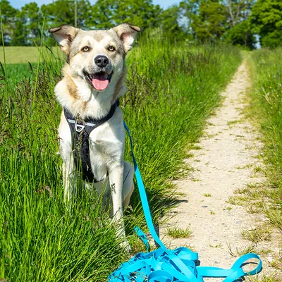 Hund mit schwarzem Geschirr und blauer Leine sitzt auf einem Feldweg, umgeben von grünem Gras.