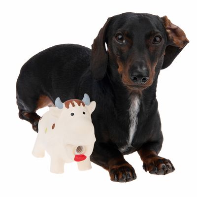 Σκύλος ράτσας ντάχσχουντ δίπλα σε παιχνίδι σκύλου σε σχήμα αγελάδας από λευκό πλαστικό, με μπλε κέρατα και κόκκινη γλώσσα, σε λευκό φόντο.