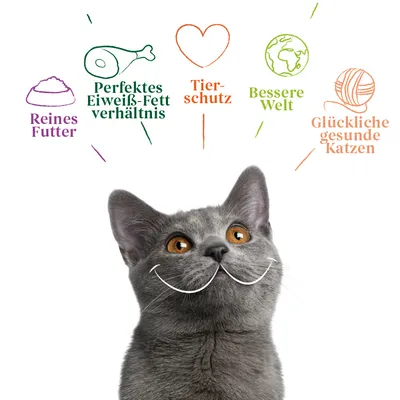 Reines Futter, perfektes Eiweiß-Fett-Verhältnis, Tierschutz, bessere Welt, glückliche gesunde Katzen. Graue Katze mit orangefarbenen Augen darunter.