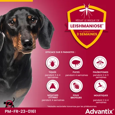Advantix® très petit chien jusqu'à 4 kg - 4 mois de protection (4 pipettes)