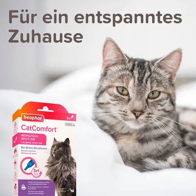 Beaphar CatComfort Wohlfühl Spot-On für Katzen. Hilft bei Stress-Situationen. Fördert Harmonie zwischen Katze und Besitzer. Packung mit 3 Anwendungen. Text: Für ein entspanntes Zuhause. Beaphar CatComfort Wohlfühl Spot-On für Katzen. Hilft bei Stress-Situationen. Fördert Harmonie zwischen Katze und Besitzer. Packung mit 3 Anwendungen. Text: Für ein entspanntes Zuhause.
