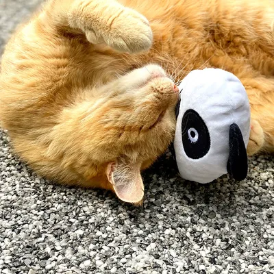 Orange kat leger med et hvidt stoflegetøj formet som en panda på grus.