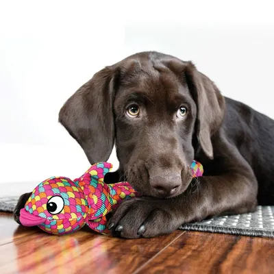 Brauner Hund liegt auf einem Teppich und hält ein buntes Fischspielzeug aus Stoff zwischen den Pfoten.