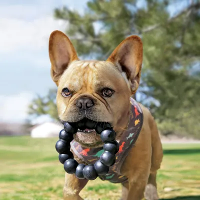 Hund mit schwarzem Kauspielzeug in Perlenform im Freien.