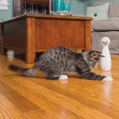 Grijze kat speelt op houten vloer naast een wit, cilindervormig kattenspeeltje met rood logo.